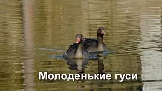 гуси как выгодный бизнес
