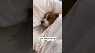 Собака Зверь )))
