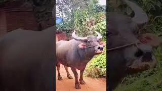 Я чё главное бык красавчик. 