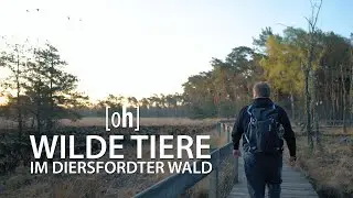 Wilde Tiere im Diersfordter Wald - Landschaftsfotografie & Tierfotografie