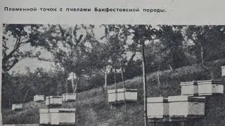 Бакфаст - це порода!