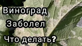 заболел виноград, что делать?