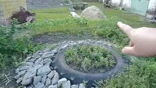 Літній привіт! Деревовидна півонія!