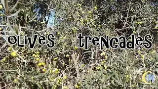Olives Trencades