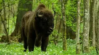 A Guide to Bialowieza Primeval Forest, Poland