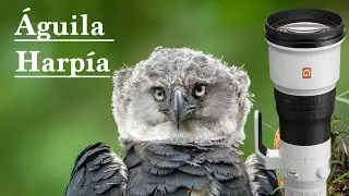 BUSCANDO EL ÁGUILA MAS PODEROSA DEL MUNDO con el Sony 600mm