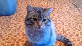 Metall Cat
