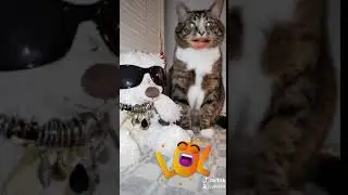Честное слова 