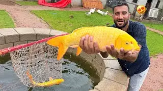 Surprise Yellow Fish Le K Agea Sabtain😍