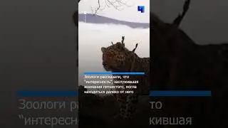 Дальневосточный леопард обнаружил что-то интересное и остановился перед фотоловушкой в Приморье