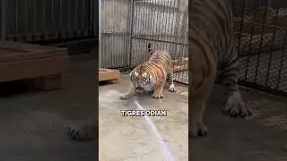 How they bathe tigers in zoos! 😱🐅 
