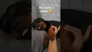 Cuddle time with mommy 🥰 #cuddletime #rottweiler