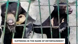 Suffering in the Name of Entertainment