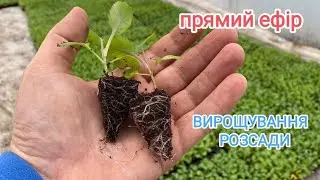 Прямий ефір Вирощування РОЗСАДИ