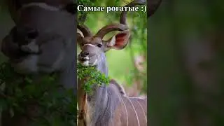 Самые рогатые :) Shorts #животные #animals #смешное_видео