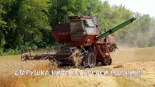 Комбайн Нива. Легенда в деле. Обмолот яровой пшеницы. Уборочная 2020