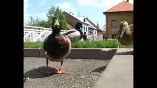 Vedlejší Účinky-Třebechárna (videoklip)