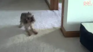 Baño de Perro
