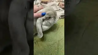 Глажу Эмили 🐰🥰🐇