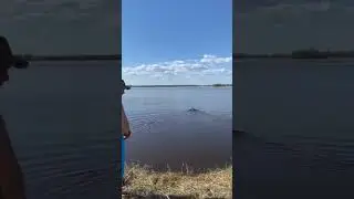 тренировка спаниеля.