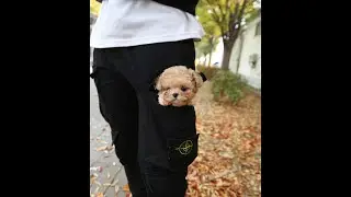 Little Puppy Toypoodle Border Collie Puppy Video