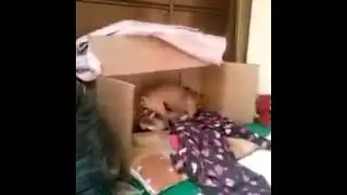 Perrito cojiendo ah su hembra y ataca jajajaja