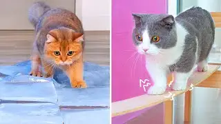 What Toys Do Cats Love? #16