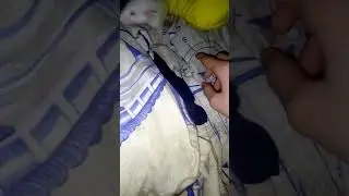 Еще одно видио с Крыской
