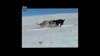 НЕ НА ТЕХ НАРВАЛИСЬ - неравный БОЙ