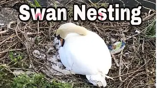 How Do Swan’s Nest’s? 