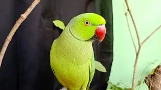 Loud Parrot Chirping | Natural Parrot Sounds | Parrot Calling Sounds ||