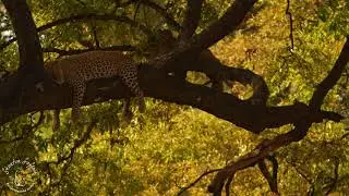 Shenton Safaris - Tyson shares a kill