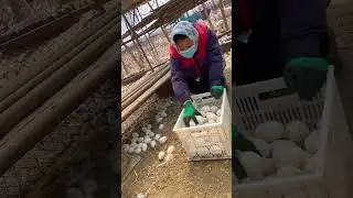 Gees egg overload! #geese #farming #egg #agriculture