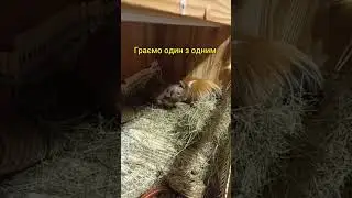 Як справи у мурчаків SvinkiShow? #svinkishow #свинкишоу #морськісвинки