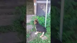 Овчарка загоняет овец домой.