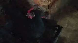 Яйценоскость в январе.