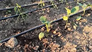 Farming 4 - Smart Farming Technologies