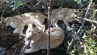 Lionesses decided to have a lazy day today.