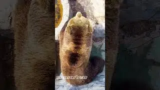Эй, вы что следите за мной?🐻👀 /Bear Mansur