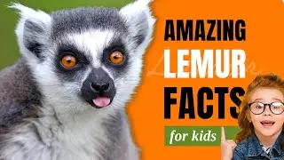 Wow! 10 Amazing Lemur Facts for Kids