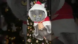 С наступающим друзья 🎅🏽 #котбарон