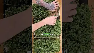 🌱✨️ Easy Clean & Sanitize Guide for our Silicone Reusable Grow Mediums 🌱✨️ | Reuse with Confidence!