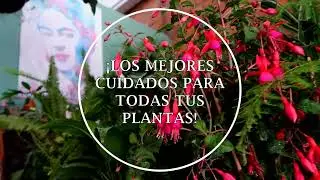 ¡VIDEOS TOTALMENTE NUEVOS!😍🌿🌵🌻💚🌳🌼