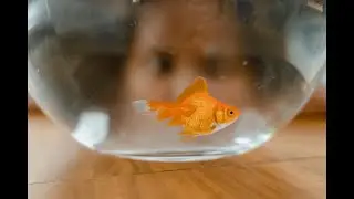 The Human Attention Span Compared To The Goldfish #ai #attentionspan #digitalworld #mindset