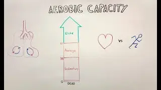 AEROBIC CAPACITY Introduction