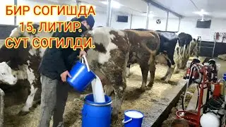 СИГИРЛАРИМИЗ СОТИЛДИ,996488623