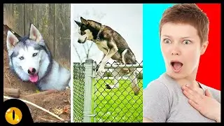 10 Dog Breeds most likely to Run Away from Home