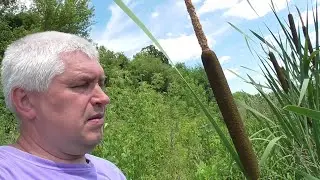 Геннадий Горин на берегу, видео про камыш