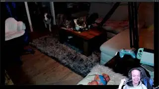 Pheliana | Hund Kunststücke | Vorrunde | Talentshow Weihnachten 2022 | Cytooxien.de