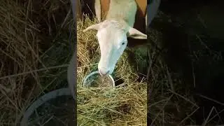 Витамины для беременных овец